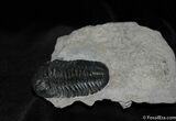 Inch Prone Silica Eldredgeops Trilobite #488-1